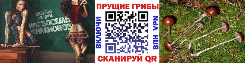 дарнет шоп  Находка  MEGA как войти  Псилоцибиновые грибы мицелий 